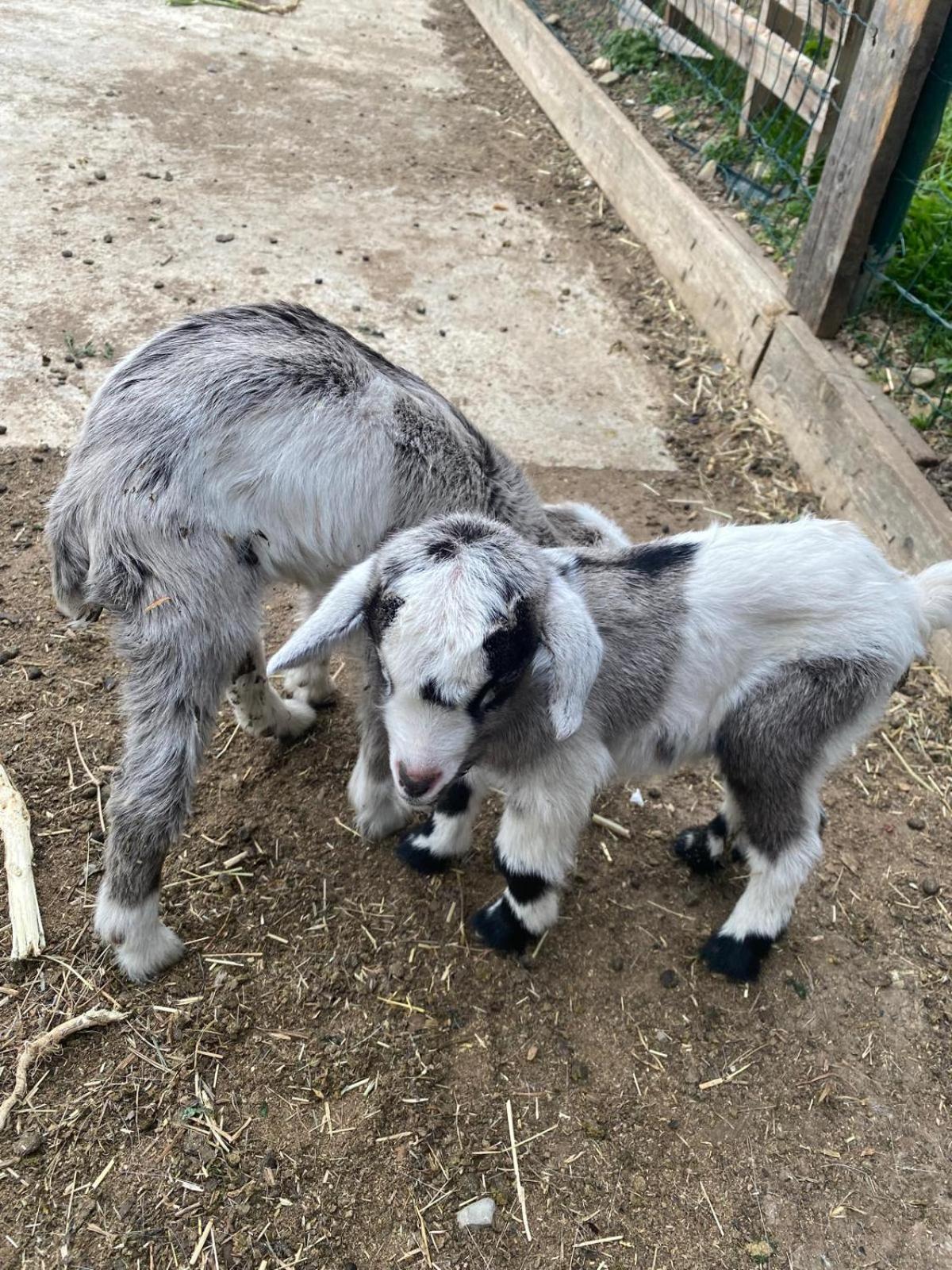 Agriturismo A Ca Du Cappellan Villa Imperia Eksteriør billede